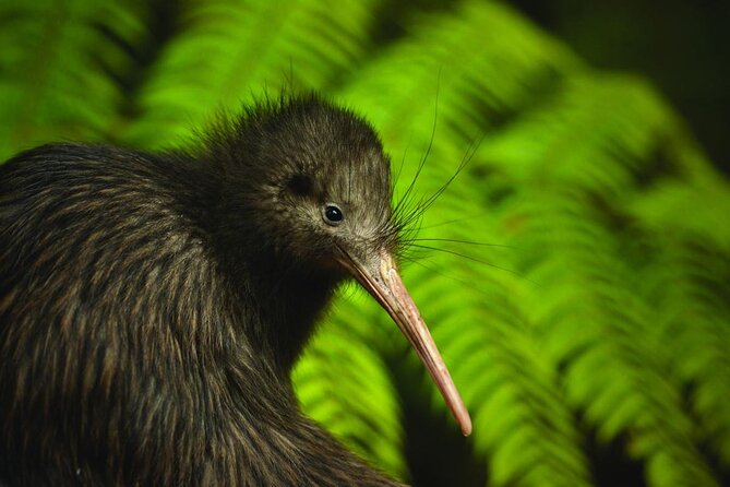 Twilight Wild Kiwi Bird Encounter Private Tour - Entering Tāwharanui at twilight: where kiwi spotting actually happens