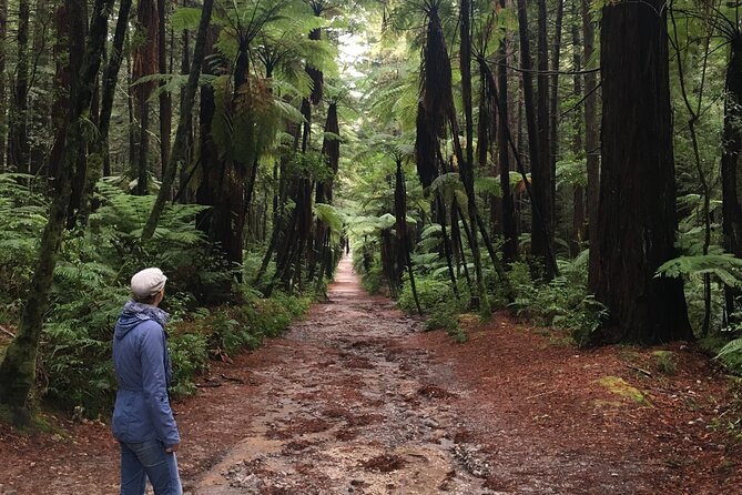 Volcanic Rotorua Day Trip from Auckland - Waimangu Volcanic Valley: the guided walk that gives everything context