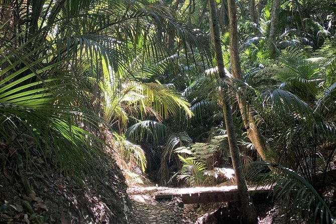 Waiheke Island Bush & Beach Walk - Heading toward the beach: the best kind of finish