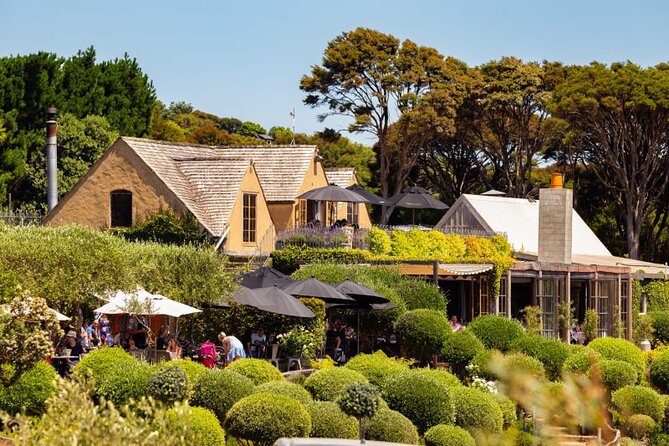 Waiheke Island Day Tour: Ziplining, Wine Tasting & Vineyard Lunch - Allpress Olive Groves: Olive Oil Tasting (and What to Expect)