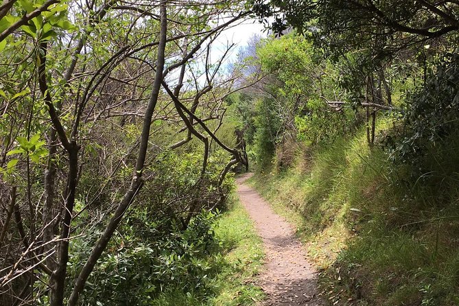 Waiheke Island Double Headland Coastal Walk - The guide’s job: navigation plus interpretation, done with a light touch