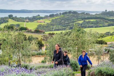 Waiheke Island: Premium Vineyard, Wine Tasting and Bush Walk - Getting started at Matiatia (and why timing matters)