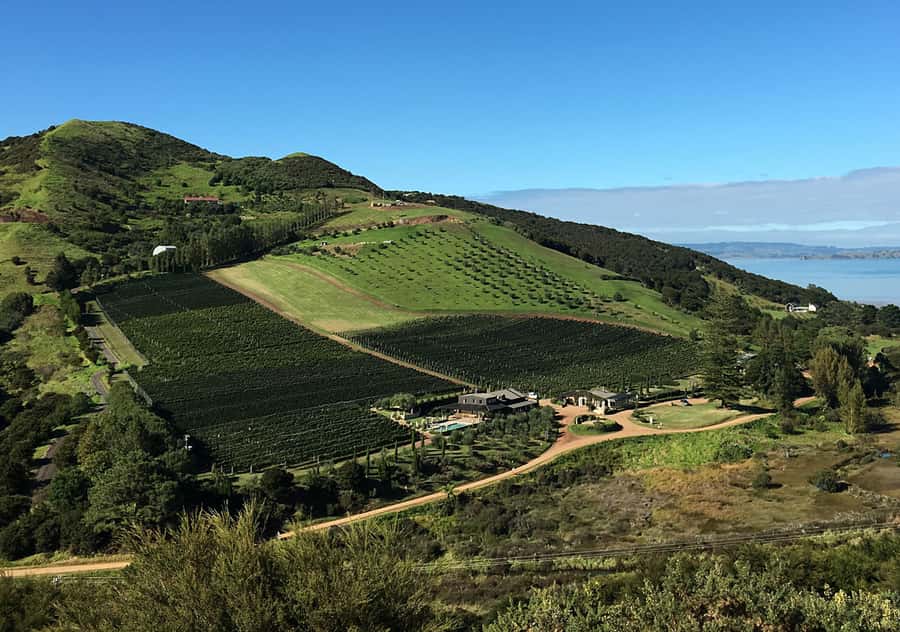 Waiheke Island: Premium Vineyard, Wine Tasting and Bush Walk - Conservation talk you can actually connect to what you see