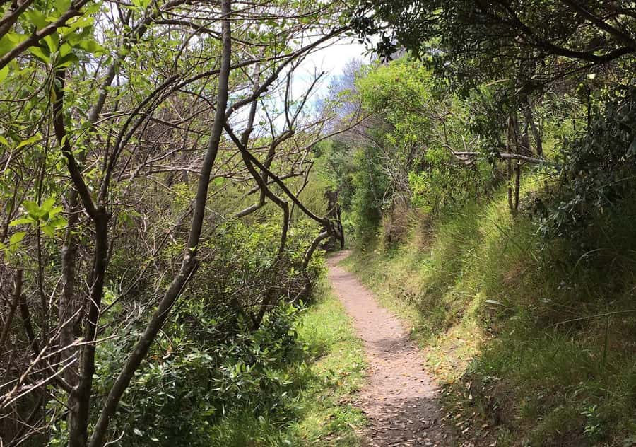 Waiheke Island: Premium Vineyard, Wine Tasting and Bush Walk - Views over the Hauraki Gulf: Great Barrier Island and beyond