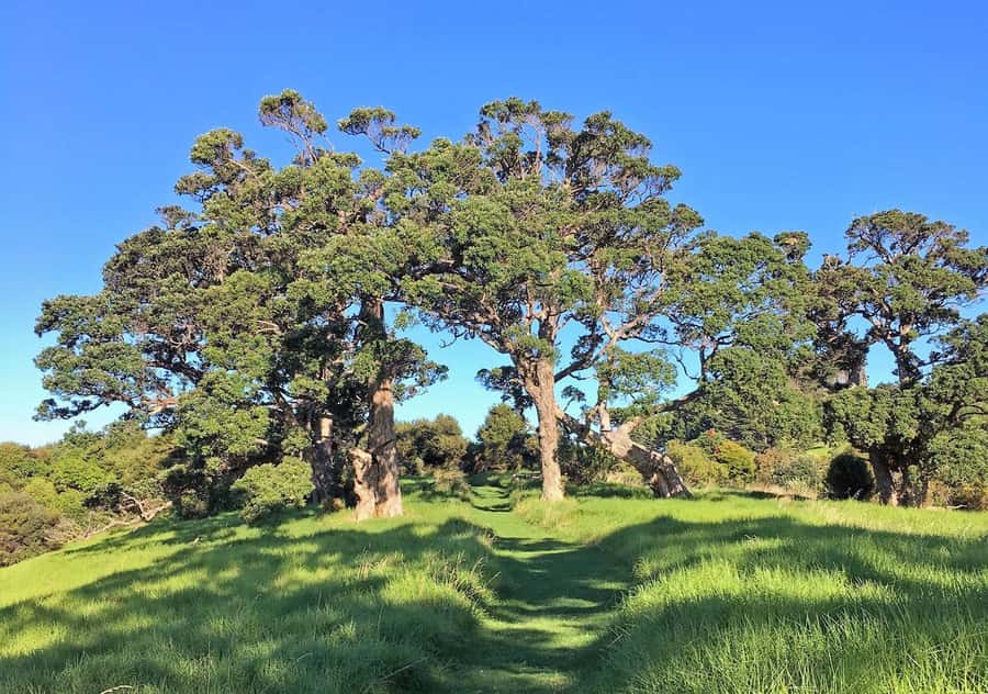 Waiheke Island: Premium Vineyard, Wine Tasting and Bush Walk - Mudbrick Vineyard: the first tasting stop