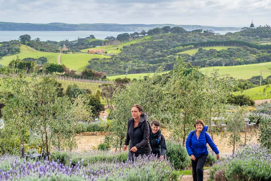 Waiheke Island: Premium Vineyard, Wine Tasting and Bush Walk - Getting started at Matiatia (and why timing matters)