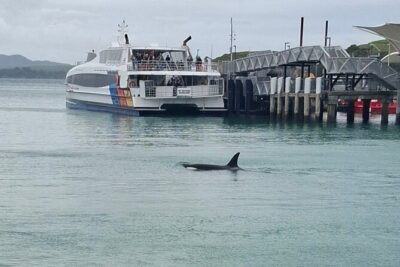 Waiheke Island Private Tours - The Rhythm of the Day: how a 4-hour private tour usually plays out