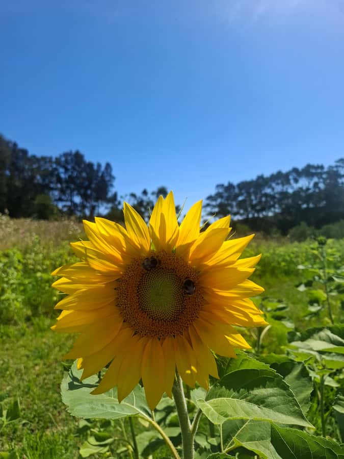 Waiheke Island: Sip and Savor 3 Vineyards Tour with Lunch - The Oneroa Stop: A Fast Way to Get Your Bearings