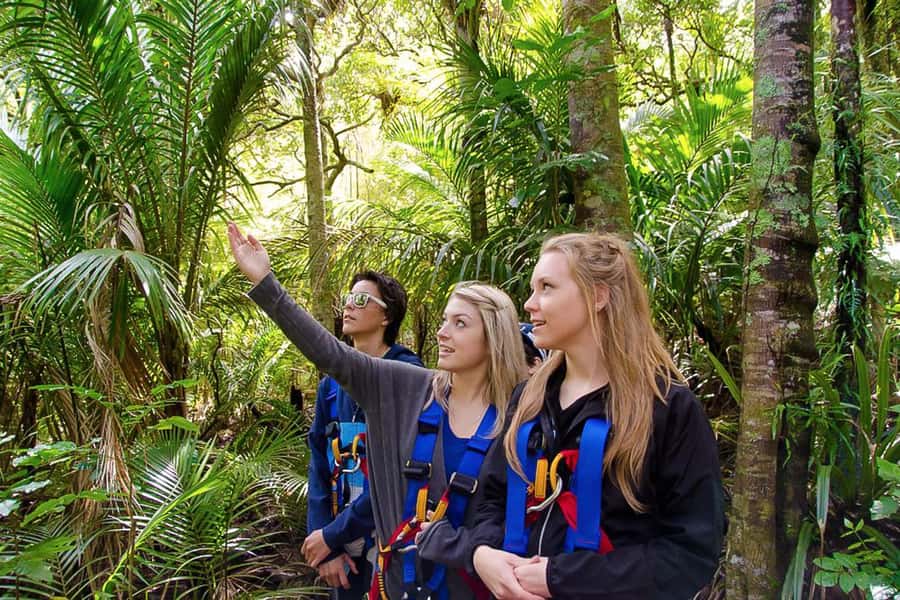Waiheke Island: Zipline and Native Forest Adventure Trip - Quick tips so your day doesn’t get messy