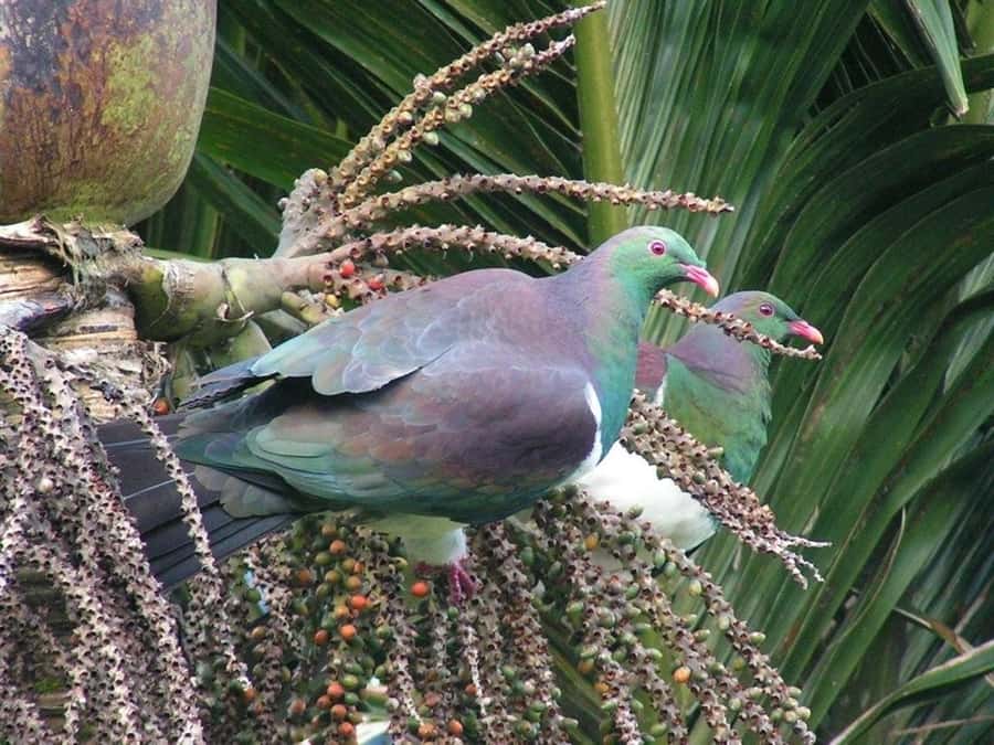 Waitakere Ranges Wilderness Experience Tour from Auckland - Small-group pacing with guides who tell real stories