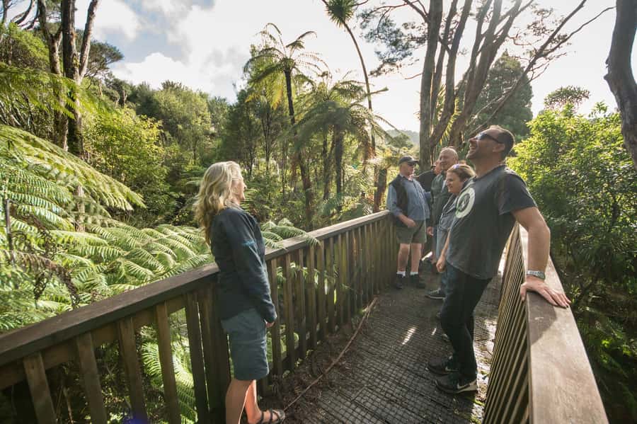 Waitakere Ranges Wilderness Experience Tour from Auckland - Kiwi-style afternoon tea: the comfort stop that lands