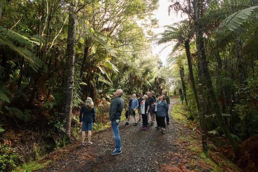 Waitakere Ranges Wilderness Experience Tour from Auckland - Who this tour is for (and who should skip it)