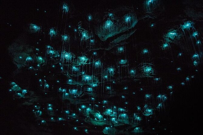 Waitomo Glow Worm Caves & Te Puia (Rotorua) Private Tour - A 6:00am pickup and the comfort factor in a long day