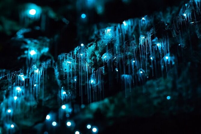 Waitomo Glow Worm Caves & Te Puia (Rotorua) Private Tour - How the day pacing works (and how to survive it politely)
