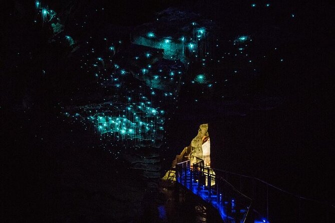 Waitomo Glow Worm Caves - Inside the Glowworm Grotto: What the 1-Hour Guided Tour Gives You